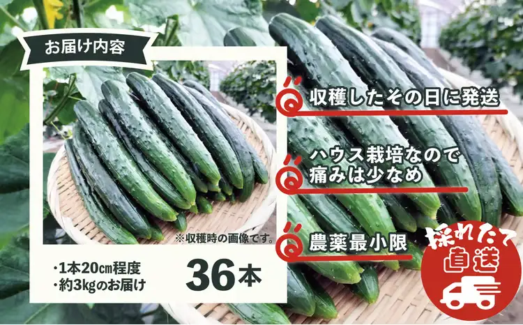 キュウリ 採りたてシャキ旨！36本　90P3211【ひない渡辺農園しどけ村】