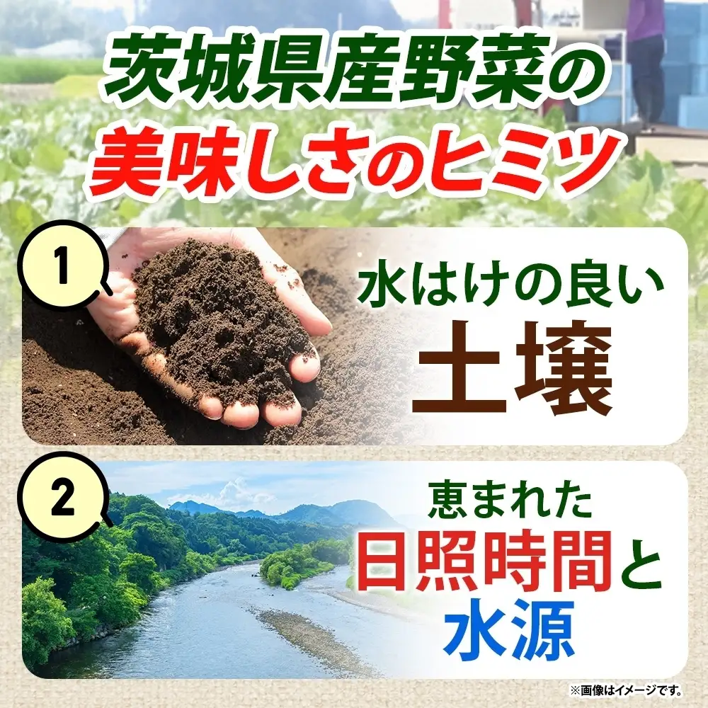 冷凍 カット さつまいも 300g ＆ むき枝豆 500g セット 各4袋 計3.2kg 茨城県産 訳あり 水戸冷凍食品 茨城県 水戸市 （OE-14）