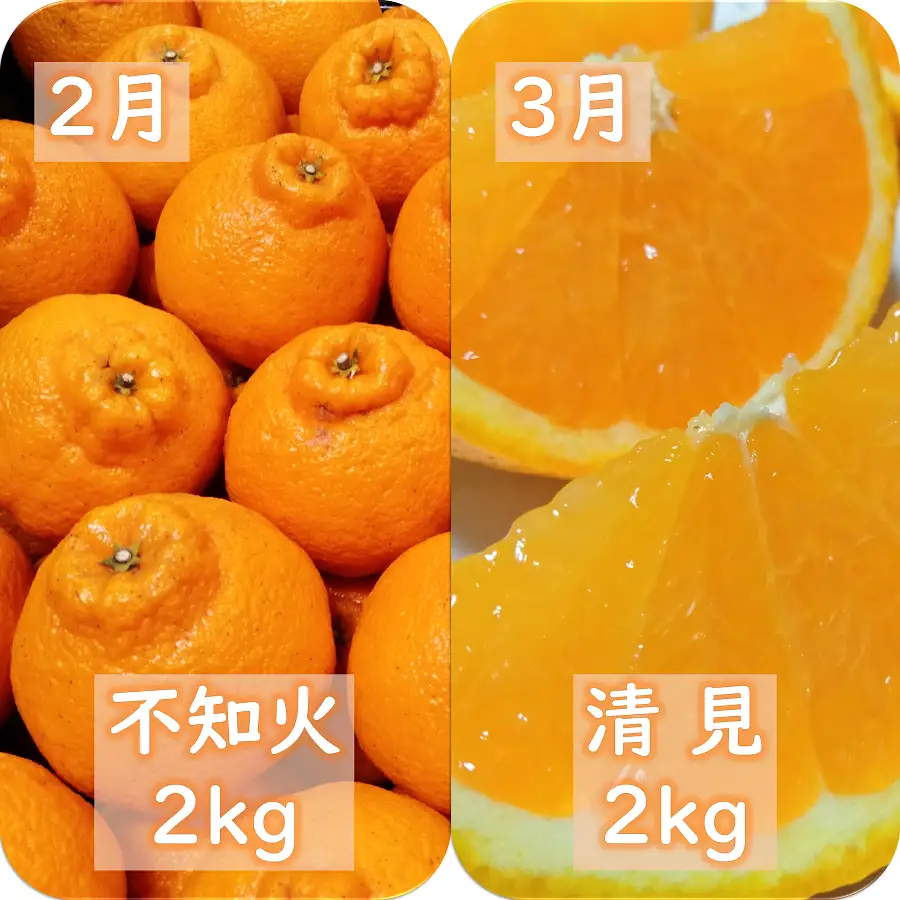 【発送月固定定期便】愛咲果樹園「季節の柑橘定期便」(11月～3月)全5回【F71-21】【4013523】 YWTS017