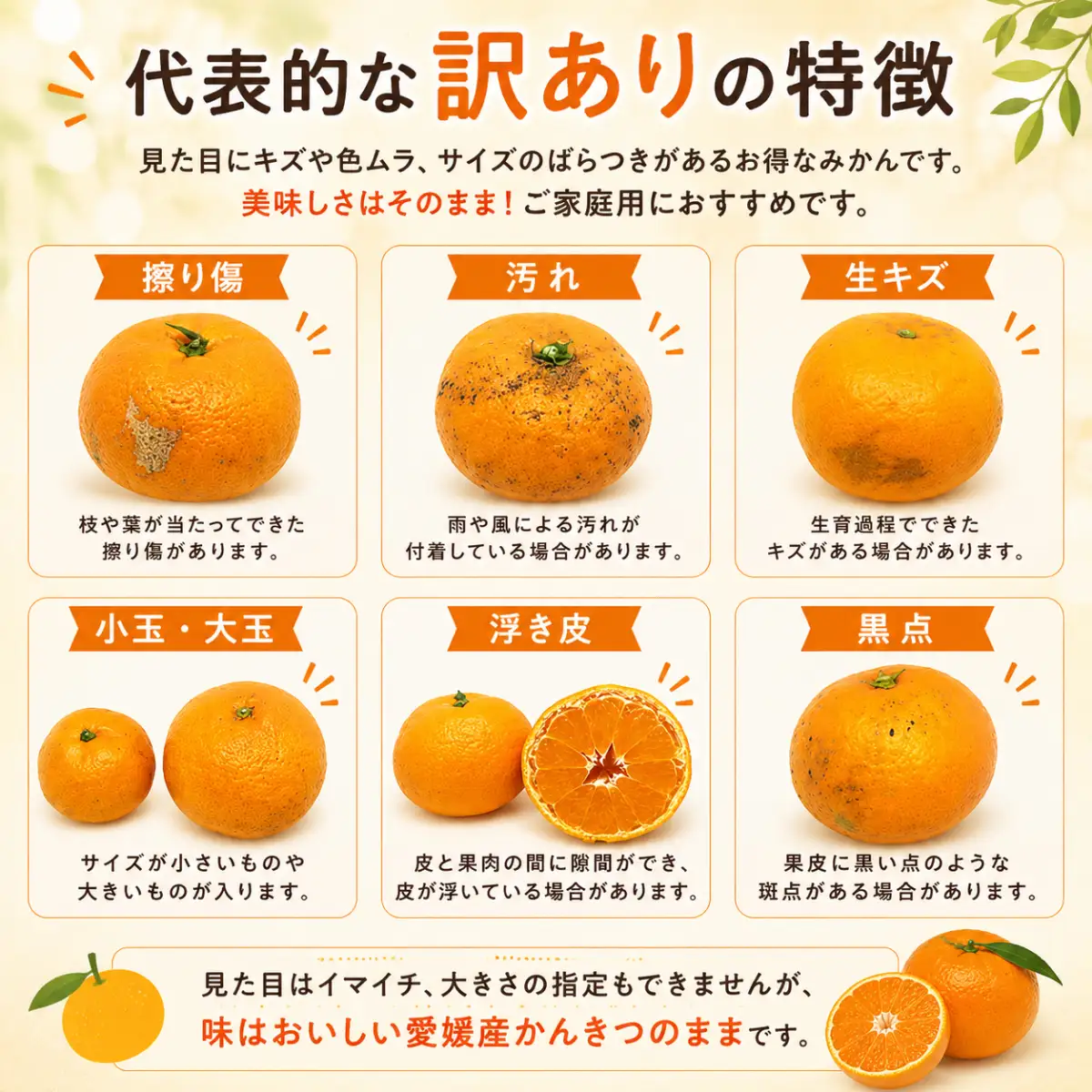 【先行受付】愛媛の人気2品種をセットに!せとか・不知火 食べ比べ 合計3kg【訳あり】【G25-141】【配送不可地域：離島】【1283421】 YWTAP084