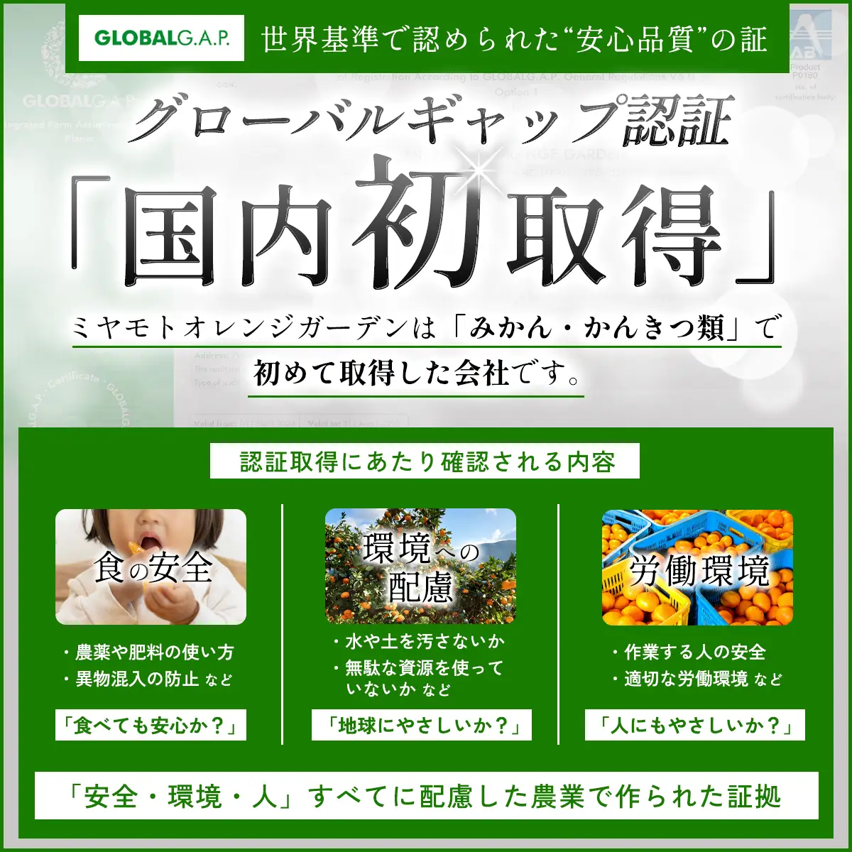 【先行受付】デコポンと同品種 濃厚柑橘 不知火(しらぬい) 5kg【D25-125】【1268367】 YWTAP068