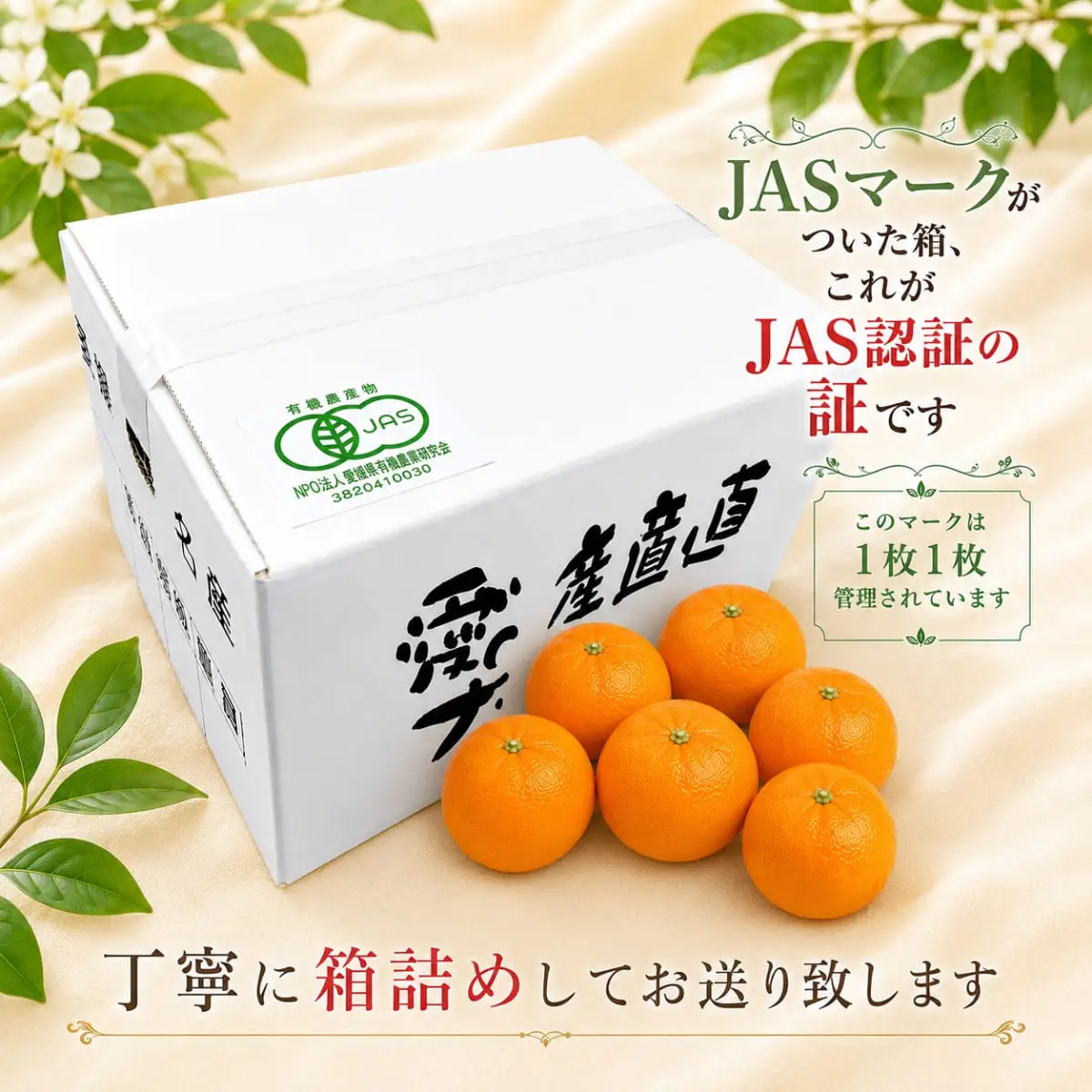 【先行受付】【JAS認証有機栽培】濃厚な味わいの温州みかん!!菊池農園「南柑20号」5kg【C39-23】【1044610】 YWTF011