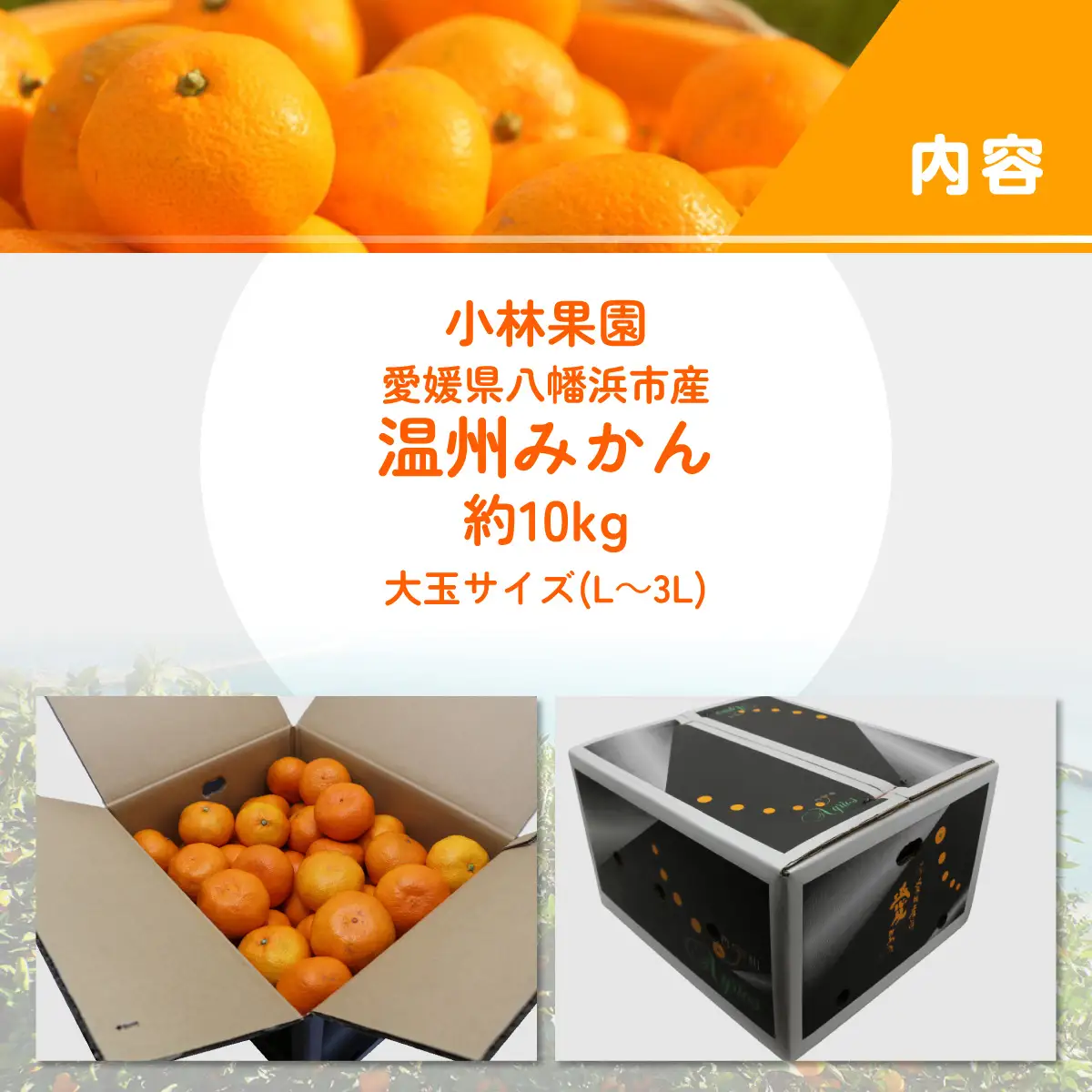 【先行受付】小林果園の果汁たっぷり愛媛温州みかん(約10kg・3L～Lサイズ)【C24-14】【1124420】 YWTAD007