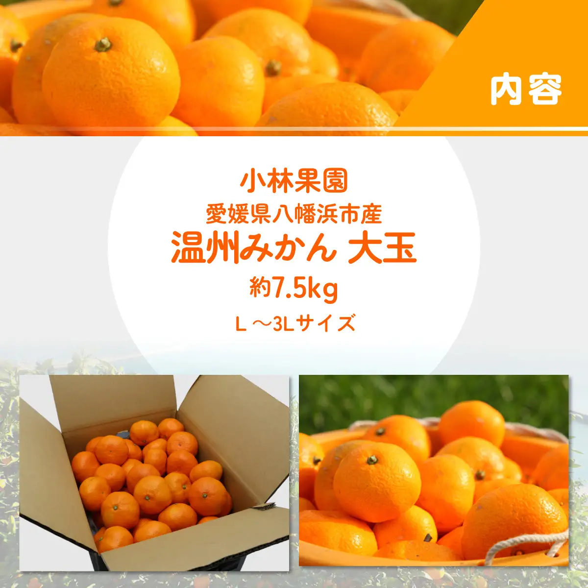 【先行受付】小林果園の果汁たっぷり愛媛温州みかん(約7.5kg・3L～Lサイズ)【C24-33】【1519492】 YWTAD024