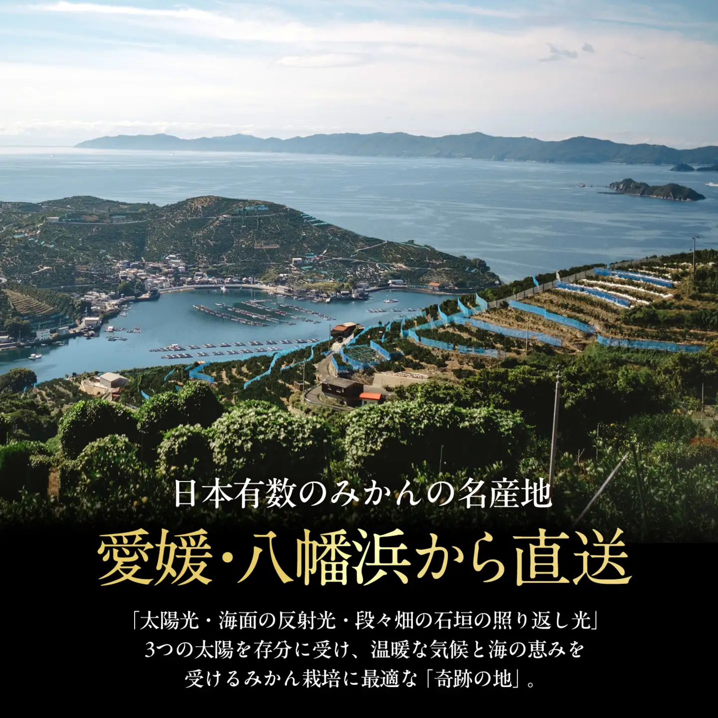 【天皇杯受賞産地】川上みかん 3kg【小玉】【愛媛県八幡浜市】新口農園厳選【A70-121】【1683965】 YWTK120