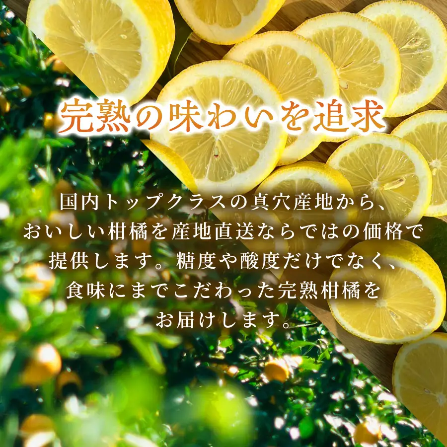 【先行受付】【農家直送でお届け！】果汁たっぷり真穴産みかん 5kg(2S~Sサイズ)【E98-15】【1711293】 YWTBU015