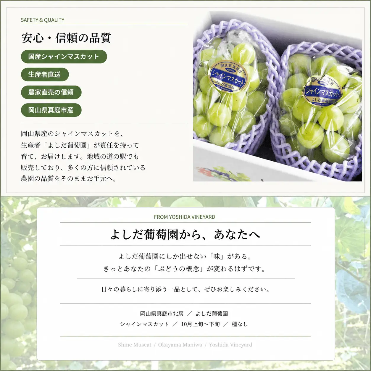 【2026年先行予約】 糖度18度以上！朝採れシャインマスカット 2kg (4房または5房) ぶどうの概念が変わる よしだ葡萄園の極上品【10月上旬～10月下旬頃に順次発送】 / ぶどう シャインマスカット 果物フルーツ 贈答品 贈り物 岡山県 真庭市【ysdb003】