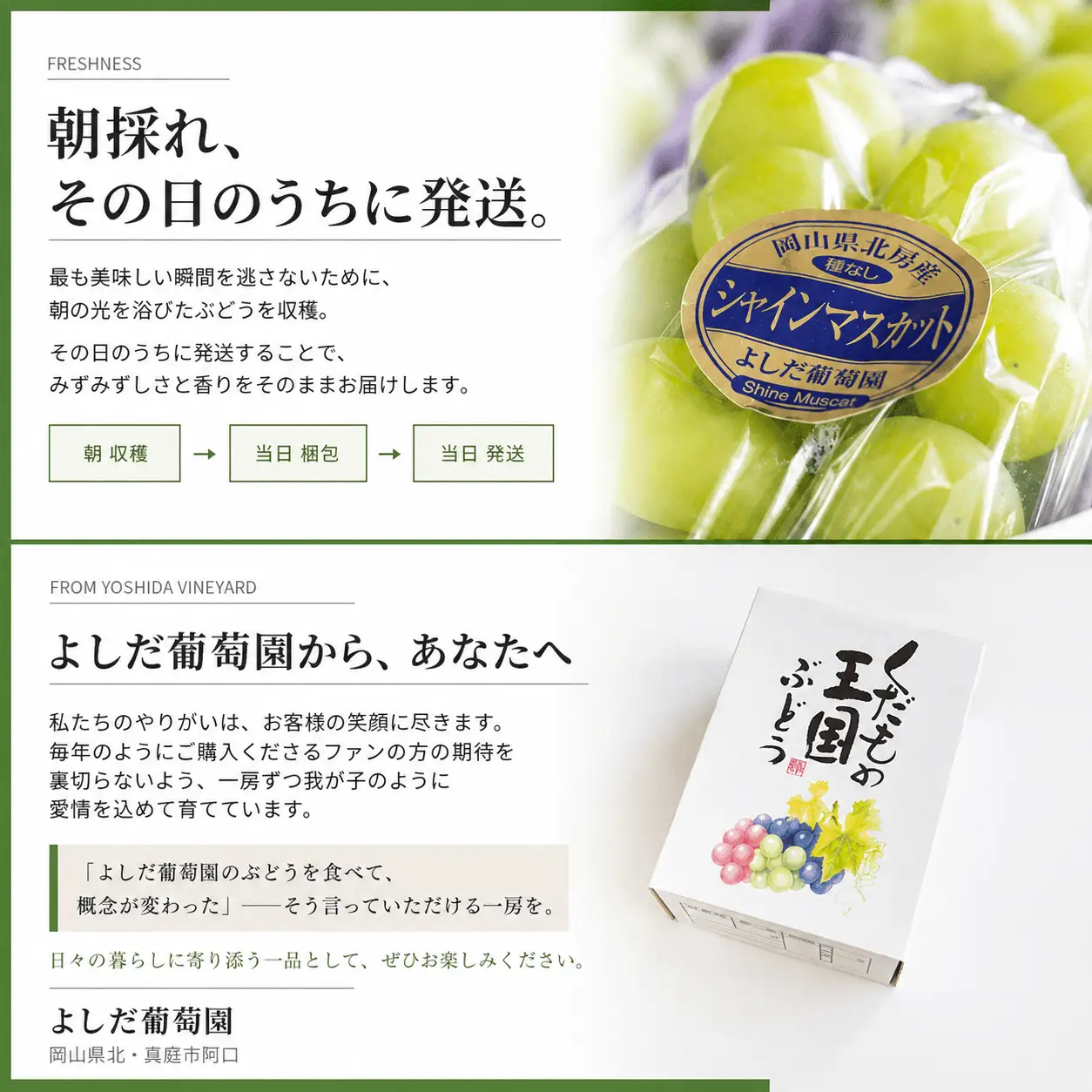 マスカサーティーン【シャインマスカット希少品種】 1.5㎏（3房または4房）【2026年先行予約】【ysdb005】