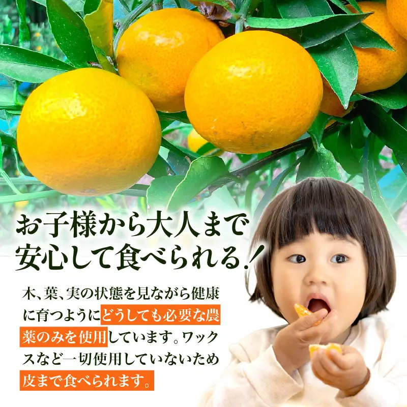 【先行受付】【2026年11月上旬～発送】滴る果汁・甘〜い石地みかん5kg 家庭用　ku212-001-26