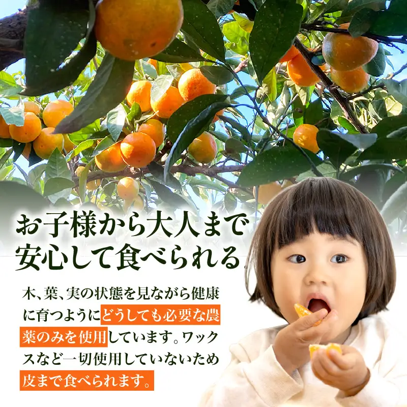 【先行受付】【2026年11月上旬～発送】甘さと酸味が丁度いい！濃厚興津早生みかん5kg 家庭用(2S〜2L：約55個）　ku212-006-26