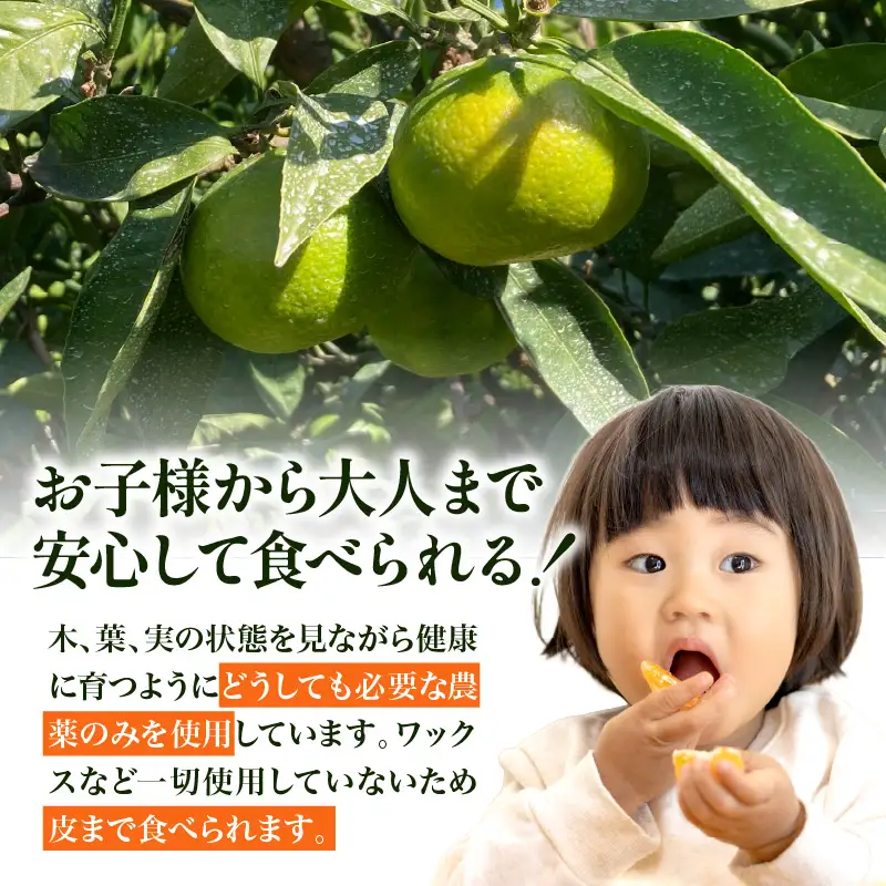 【先行受付】【2026年10月上旬～発送】さっぱり日南極早生みかん 秀品 5kg(M～L 約40個) ku212-007-26