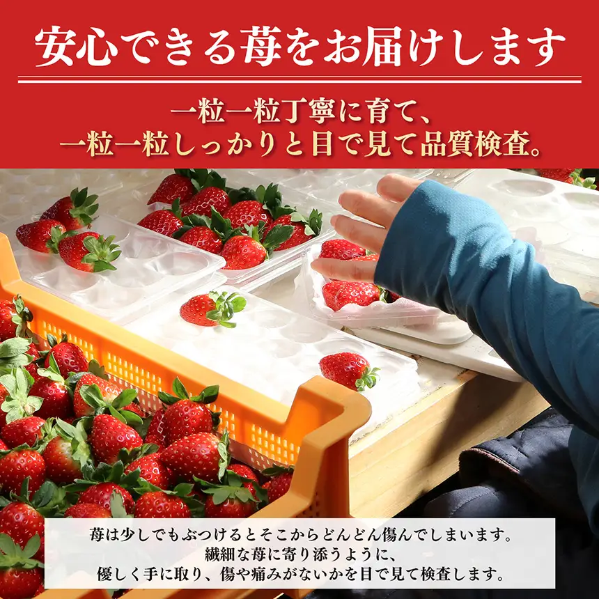 【定期便2回】平群の古都華 2L～3Lサイズ （2パック 1ケース） 計2パック | 先行予約 1月 2月 お届け いちご 苺 古都華 フルーツ 果物 くだもの ブランド 苺  甘い 大人気 旬 送料無料 濃厚 産地直送 辻本農園  奈良県 平群町