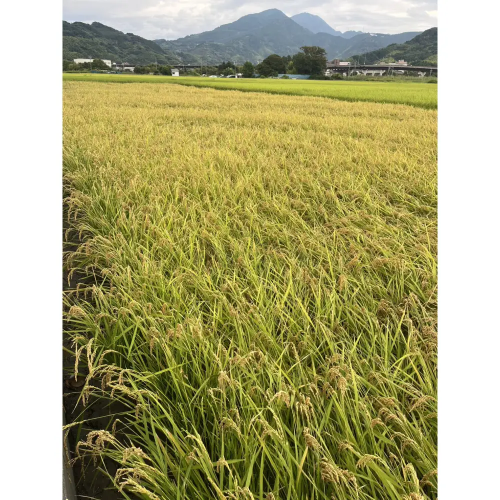 【令和7年産】静岡県産こしひかり2kg/栽培期間中農薬不使用