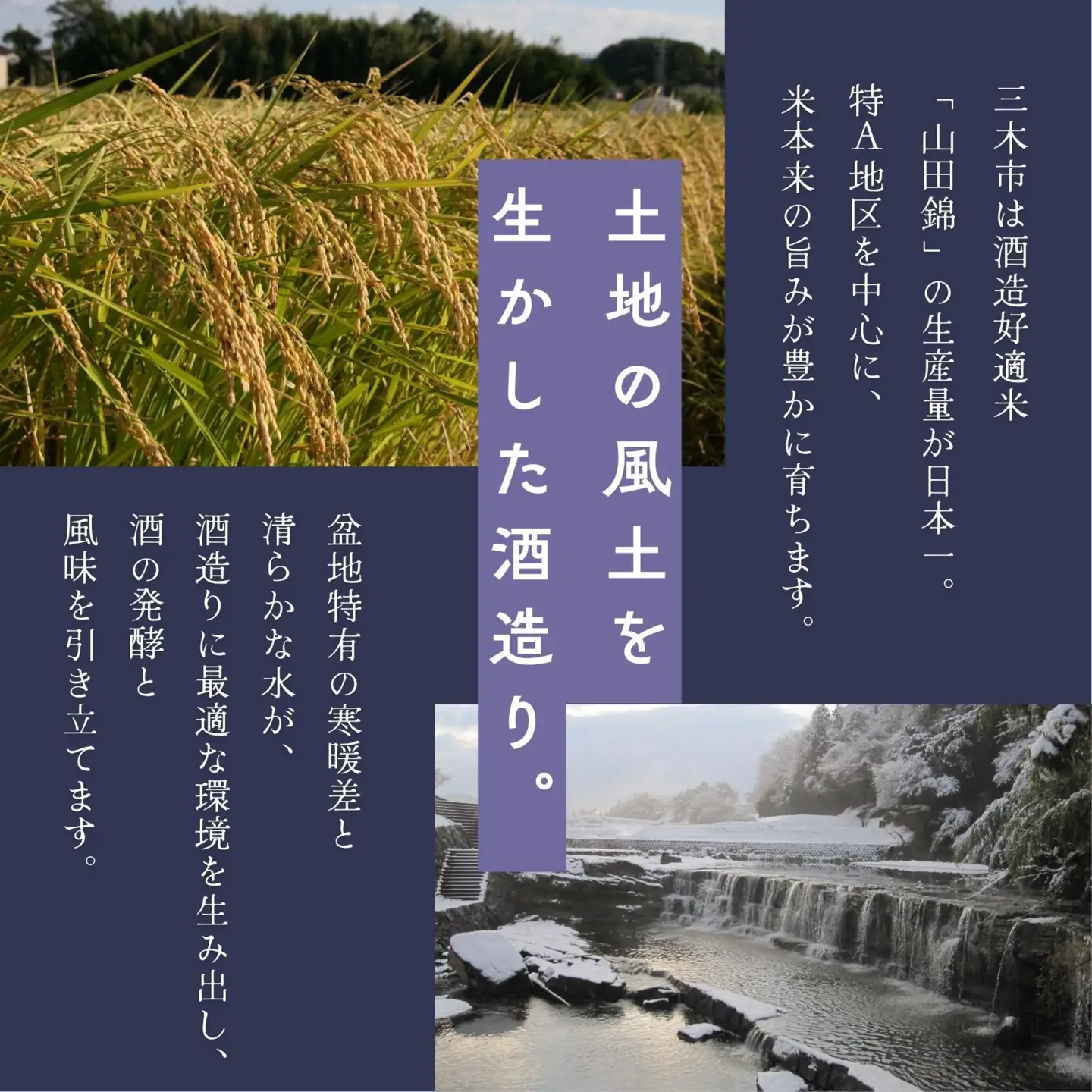 【葵鶴】 酒壺（みき） 720ml 純米大吟醸 山田錦
