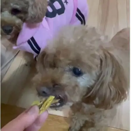 茨城県産ほしいもの未利用部分を使用した犬の無添加おやつ(ふりかけタイプ300g×2袋)【配送不可地域：離島・沖縄県】【1729684】