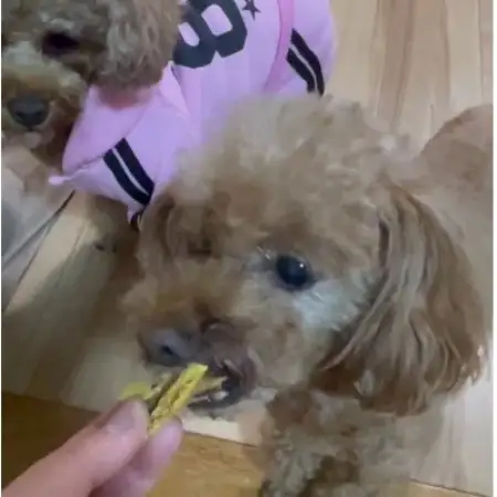 茨城県産ほしいもの未利用部分を使用した犬の無添加おやつ(フレークタイプ300g×2袋)【配送不可地域：離島・沖縄県】【1729685】