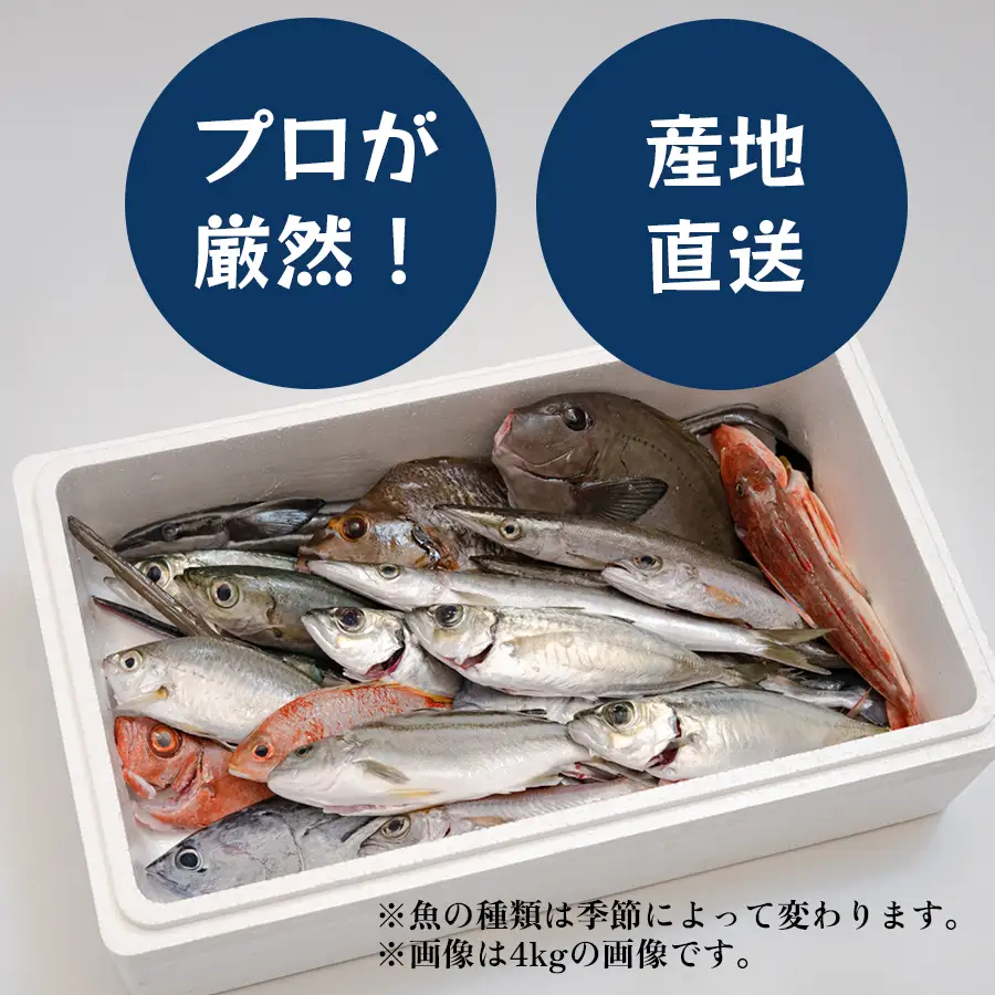 高知県産 鮮魚 詰め合わせ便 2kg 谷鮮魚食堂 刺し身 煮付け 産地直送 生魚 刺身 刺し身