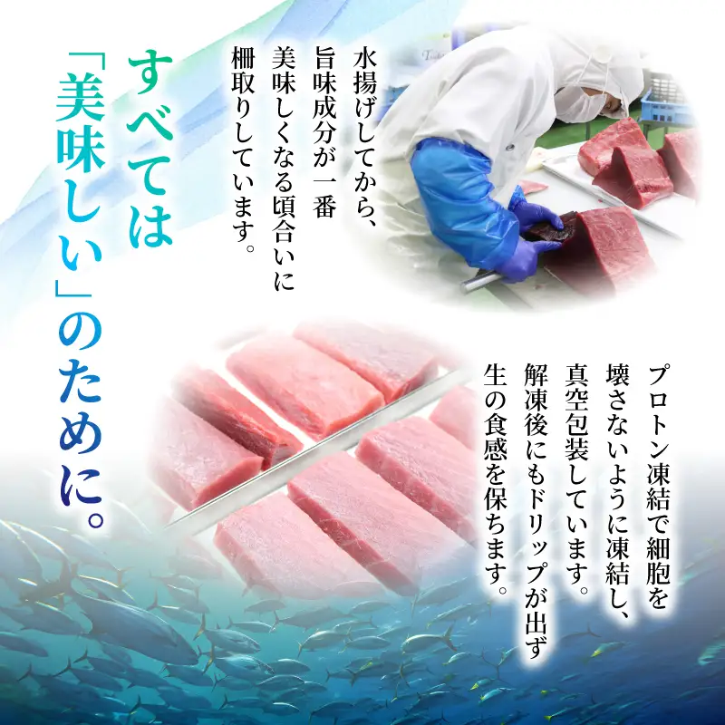 本マグロ2種セット 中トロ 赤身 500g まぐろ