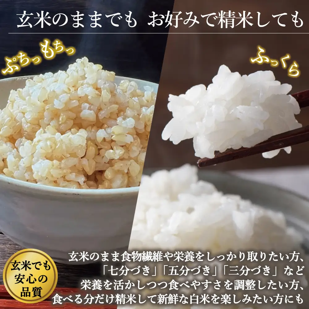 新地産こしひかり玄米5kg｜コシヒカリ お米 2025年産  おこめ ライス  R7 ご飯 ごはん 数量限定 ブランド米 令和7年度産 健康 つやつや もちもち 新地町