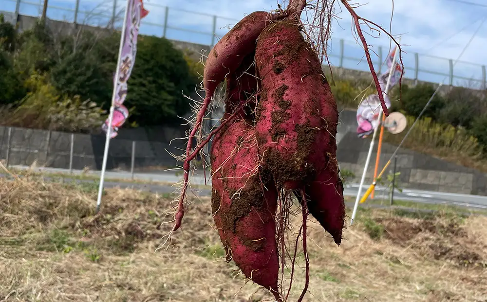 さつまいも 紅はるか 10kg | サツマイモ さつま芋 芋 べにはるか 熟成 静岡県 御殿場市 ※2026年10月～発送
