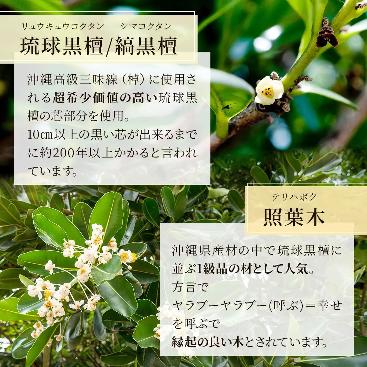 おきなわの木の木軸ペン（ノック式タイプ）CL009