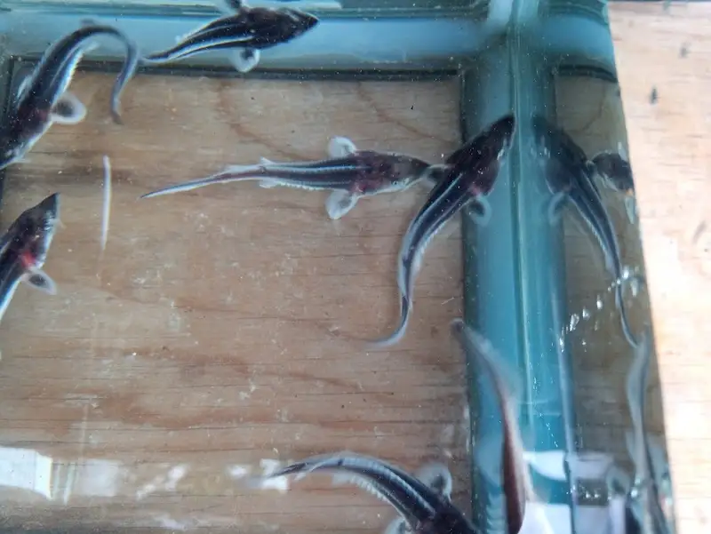 チョウザメ観賞魚(生体) ベステル【7月～9月末】　ku183-005-r　(北海道・沖縄県・離島配送不可)