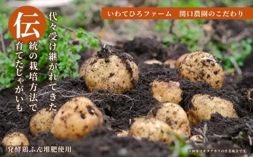 【 厳選品 】 岩手にのへじゃがいも「伝」メークイン （ サイズ混合 ） 5kg ／ じゃがいも 野菜 やさい 国産 岩手県産 二戸市産 芋類 【 2026年9月上旬～2027年2月上旬発送予定 】