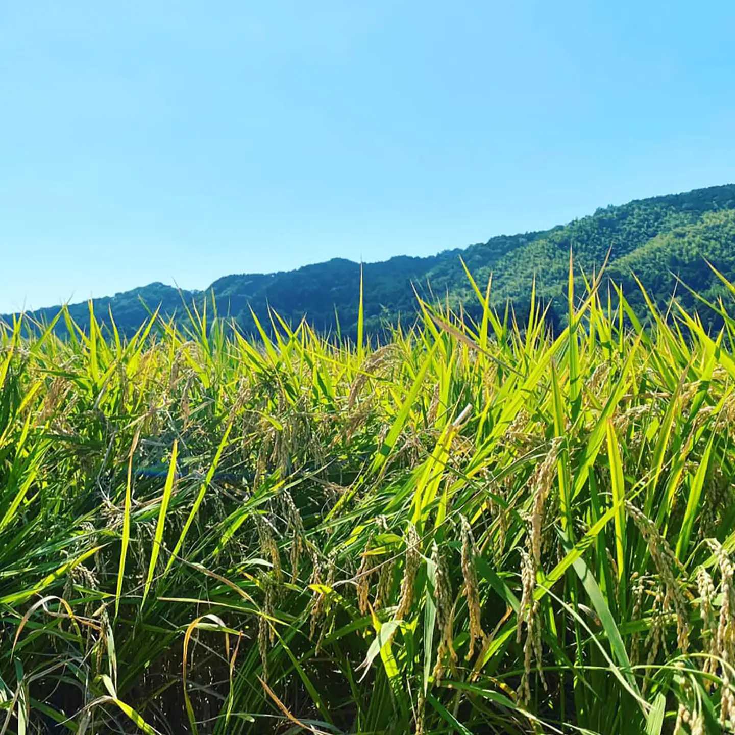 【令和7年産】脊振石清水米 (ひなたまる) 3kg 吉野ヶ里町 / あいちゃん農園[FAA043]