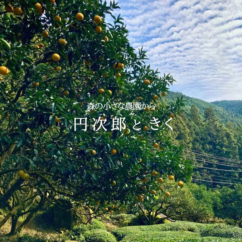 和歌山県産 手作り 柑橘ジャム＆マーマレード 3種詰め合わせ〈保存料・ペクチン・着色料・香料不使用〉円次郎ときく