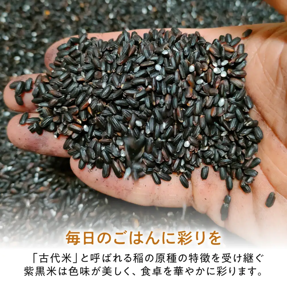 紫黒米 600g（300g×2） 滋賀県長浜市/草野農場[AQDT019]
