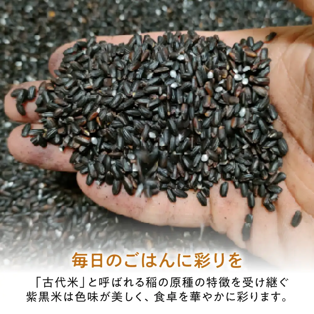 紫黒米 1.5kg（300g×5） 滋賀県長浜市/草野農場[AQDT021]