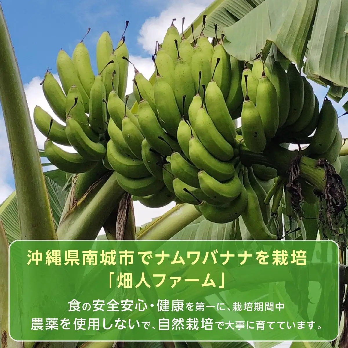 ナムワバナナ　2kg　定期便12回