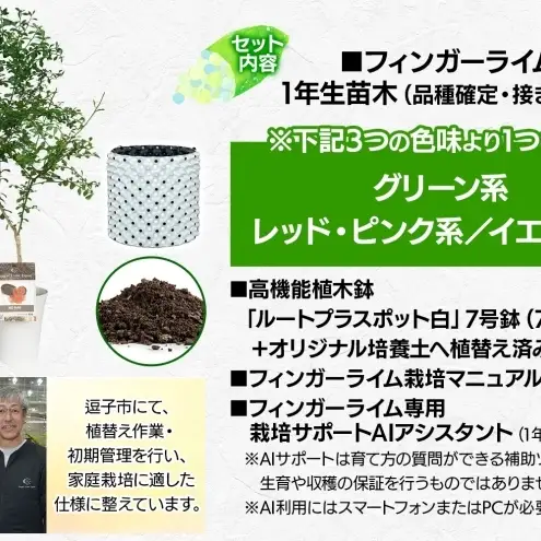 フィンガーライム栽培体験セット柑橘苗植木鉢フィンガーライム ピンクアイス