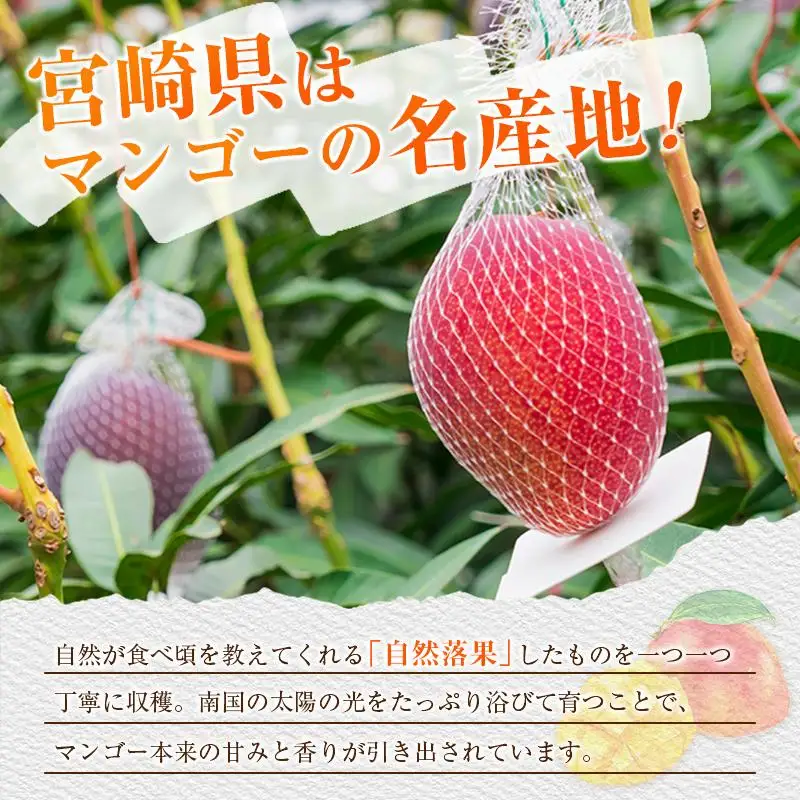 ＜2027年発送＞『太陽のタマゴ』 宮崎 完熟マンゴー 2L×2玉（1玉350～459g） 宮崎県産 トロピカル フルーツ 贈答 お取り寄せ 果物 旬
