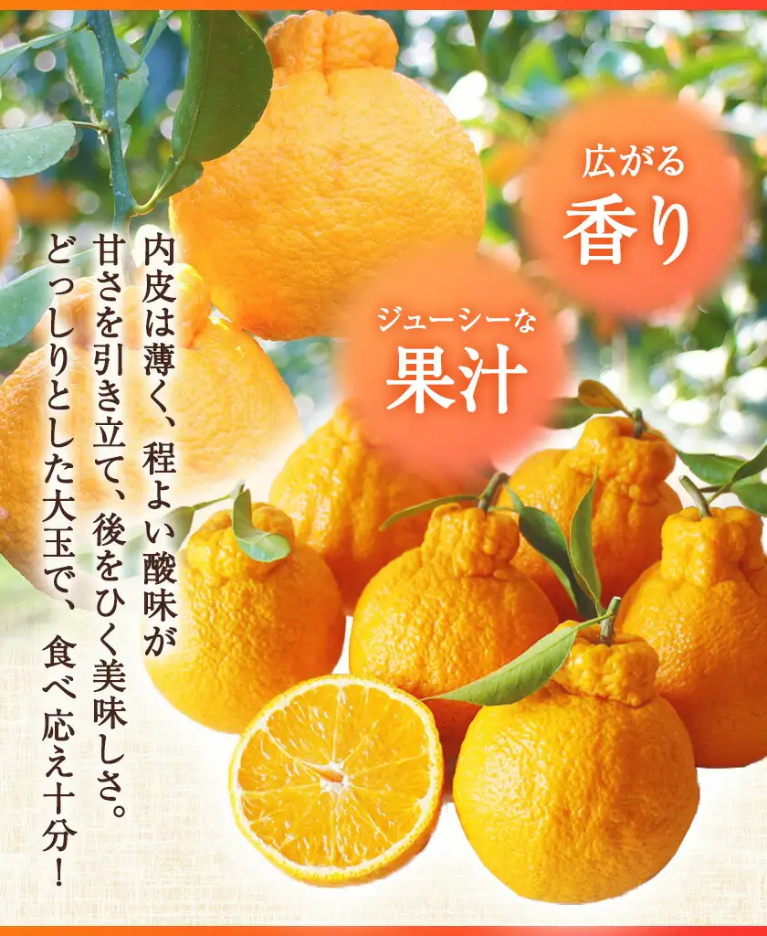 長期熟成 しらぬい 約5kg (18-28個)  不知火