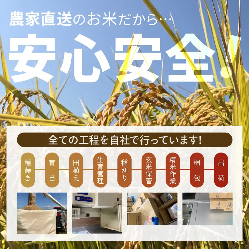 先行予約 コシヒカリ 白米 2kg ×1袋 精米 ブランド米 2026年10月上旬以降順次発送 [A-8989]