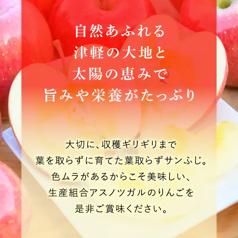 りんごサンふじ蜜入り家庭用葉とらず 青森県産 りんご【約3kg】