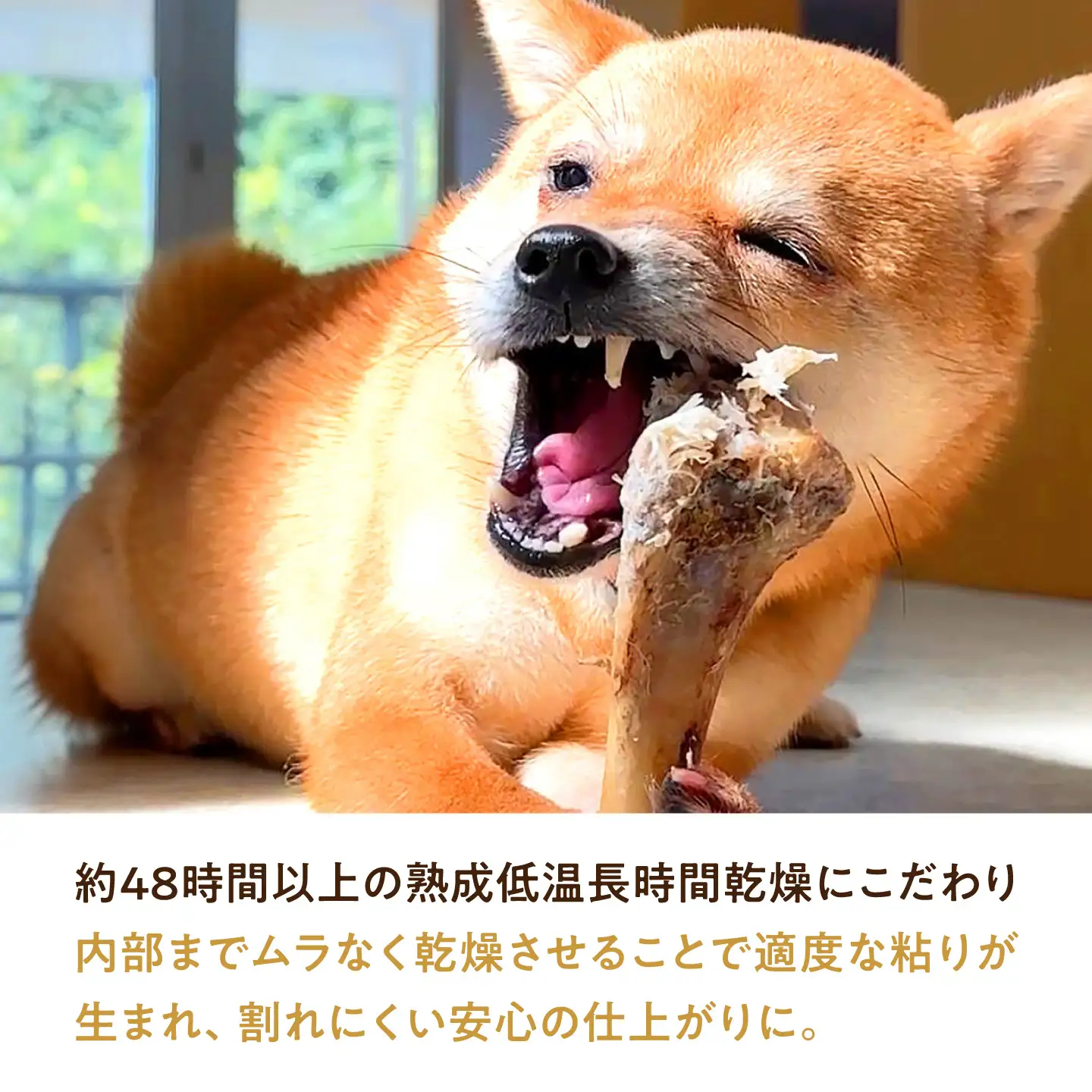 犬用 デンタルケア 【 犬道・極 】 エゾ鹿 骨セット 800g以上 大阪府高槻市/有限会社サクセス[AOEZ001]