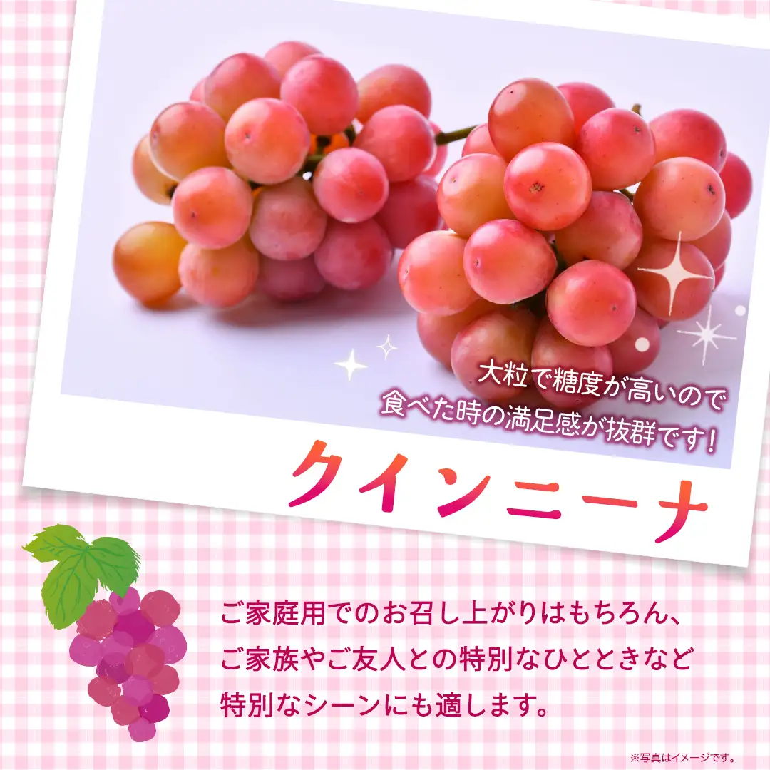 クインニーナ 約5kg （約8～12房）【2026年8月より発送開始】（茨城県共通返礼品 [ぶどう]：結城市産）