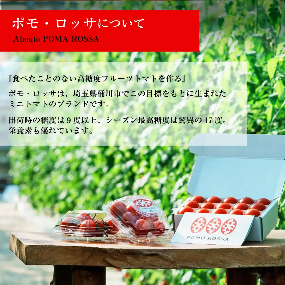 【先行予約】フルーツトマト 「ポモ・ロッサ」 24粒