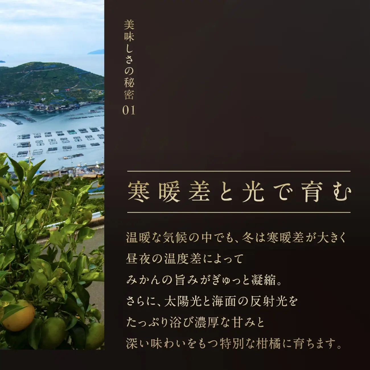 【先行受付】【三つ星ブランド】星乃みかんプレミアムシリーズ(5kg)【D45-84】【1454778】 YWTAZ046