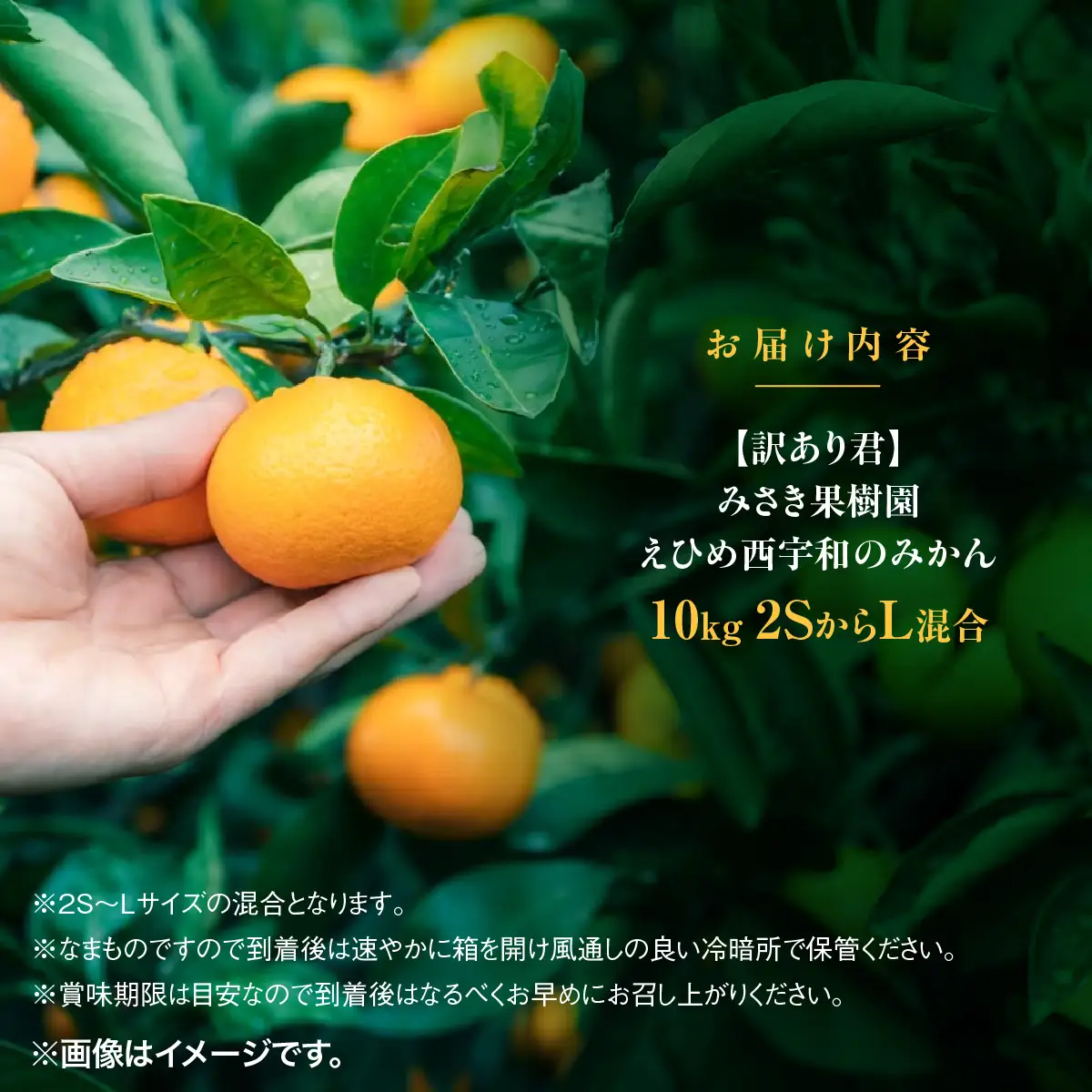 みかんページ 先行受付】【訳あり君】みさき果樹園のえひめ西宇和のみかん10kg2S～L