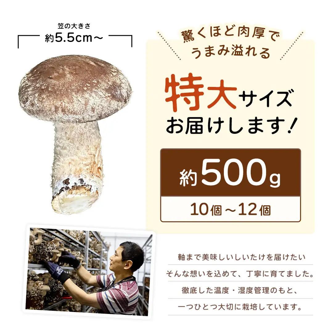 産地直送！軸まで美味しい『軸王しいたけ』特大サイズ 約500g (約10〜12個)