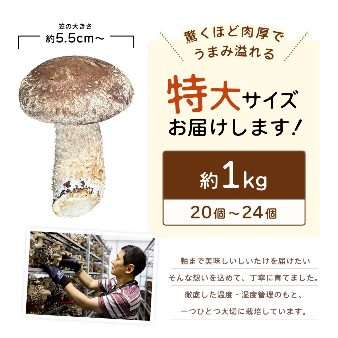 産地直送！軸まで美味しい『軸王しいたけ』特大サイズ 約1kg (約20〜24個)