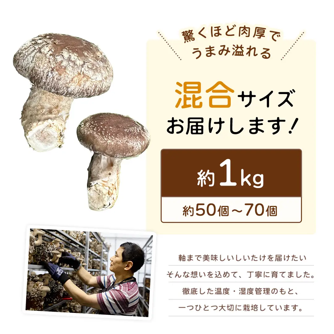 産地直送！軸まで美味しい『軸王しいたけ』サイズ混合 約1kg (約50～70個)
