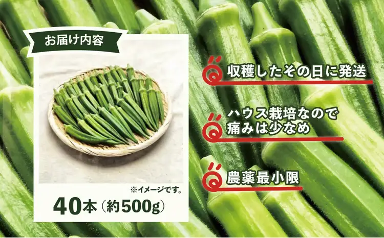 トロッとおいしいオクラ＜40本、約500g＞　40P3223【ひない渡辺農園しどけ村】