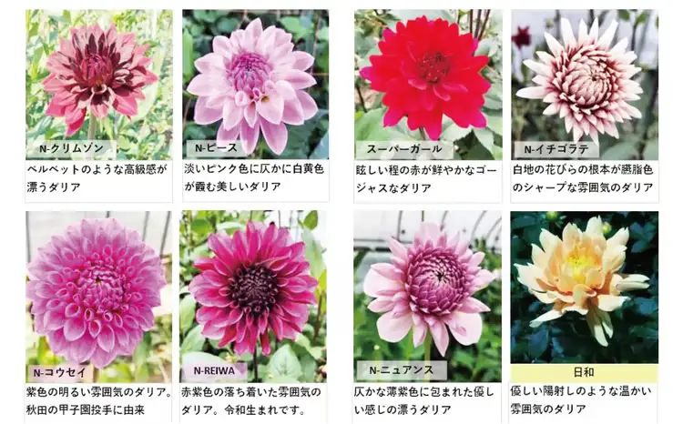 新鮮！綺麗！秋田のダリア〈5本〉　45P7805【ひない渡辺農園しどけ村】