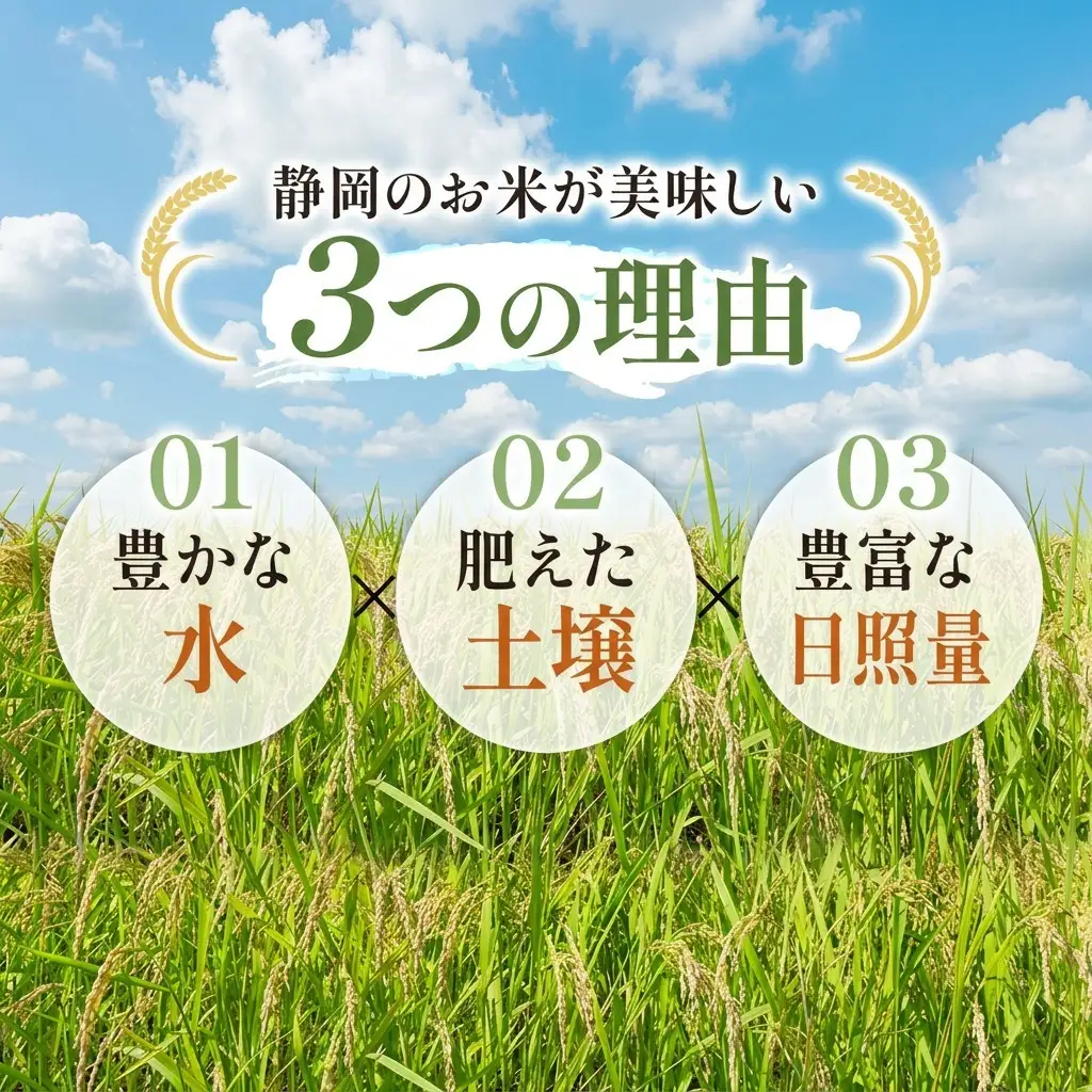 【令和7年産】静岡県産米 こしひかり 5kg 川島米穀店 お米 精米 こめ ご飯 白米 静岡 浜松市