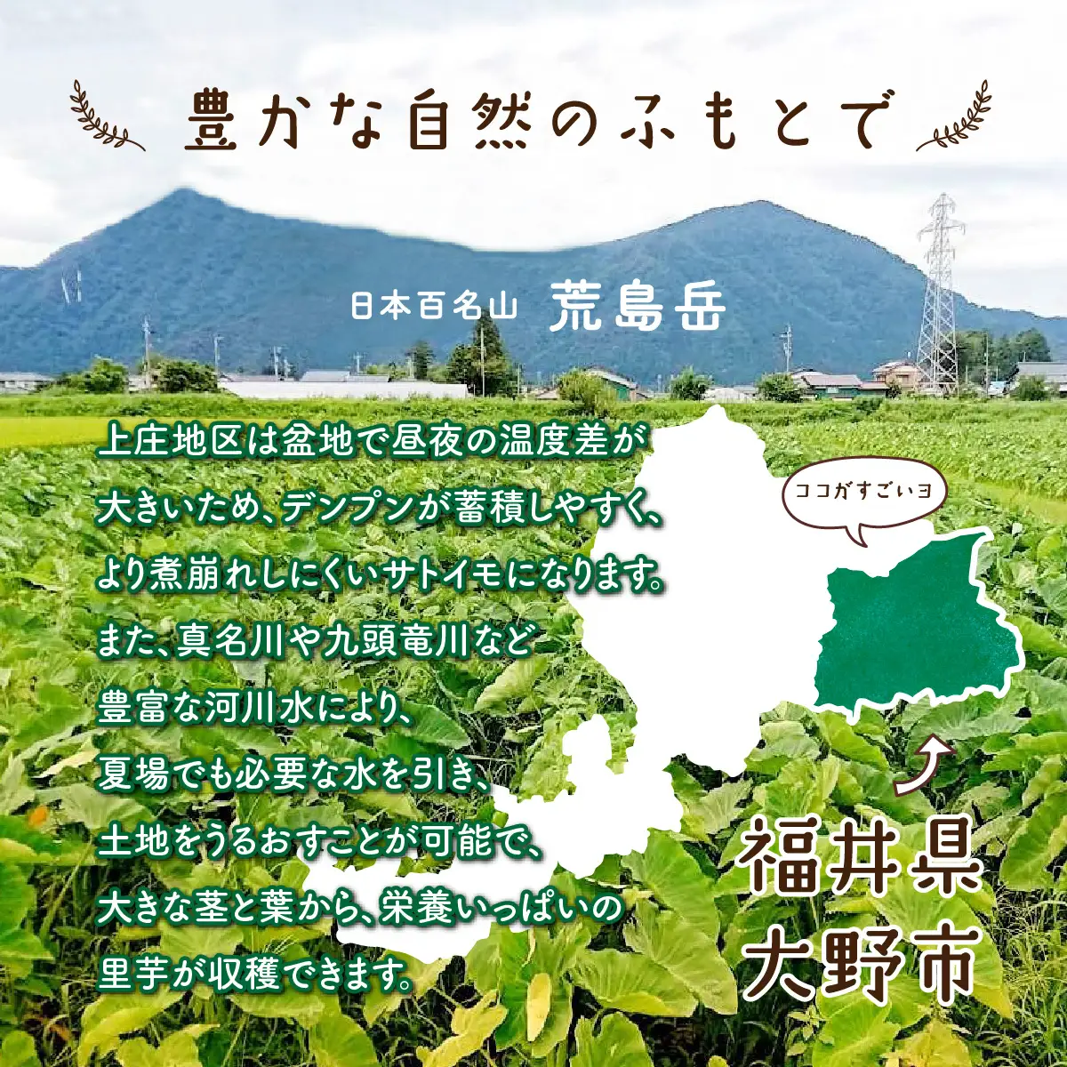 【先行予約】【2月発送分】上庄産さといも3kg 有機肥料配合 減農薬栽培 [A-005007_04]