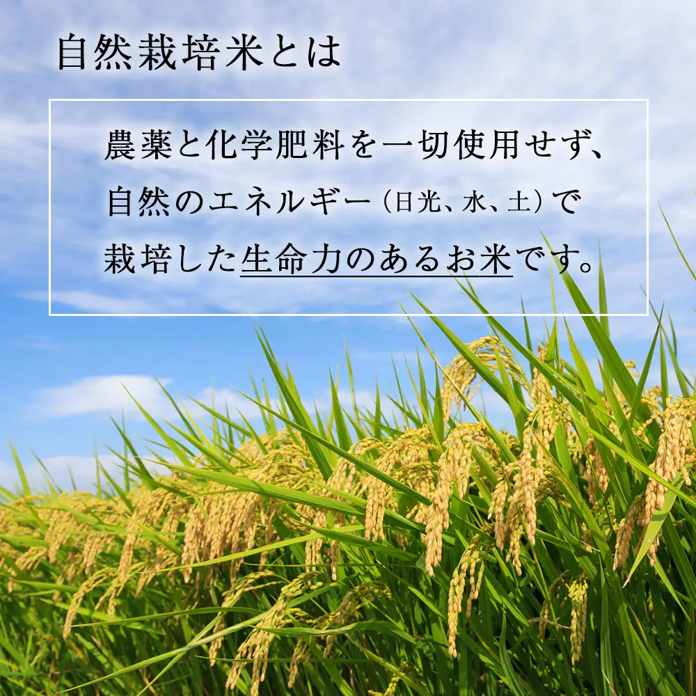  白米 5kg 天龍舞 自然栽培米